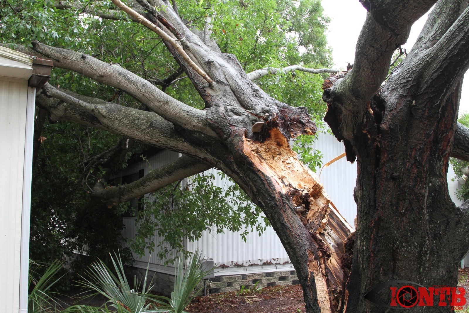 Additional Photos From Downed Oak Tree at Shady Lane Oaks