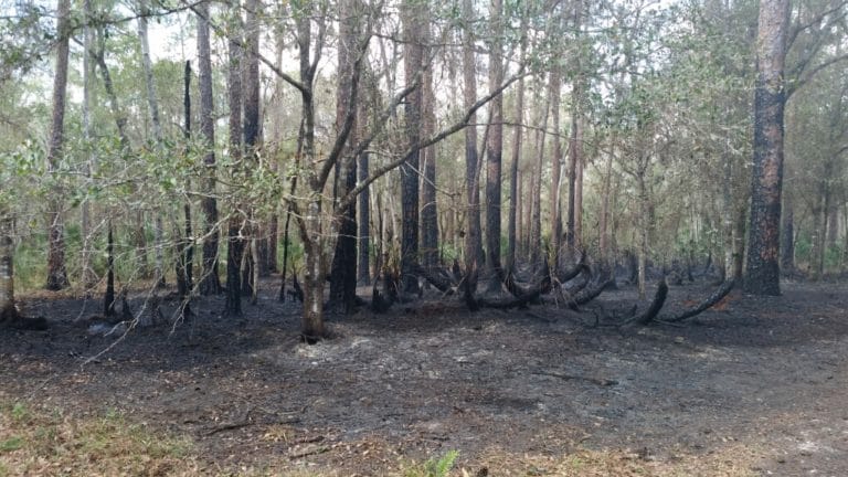 Smoke from East Lake Brush Fire May Linger in the Area for Next Few Days