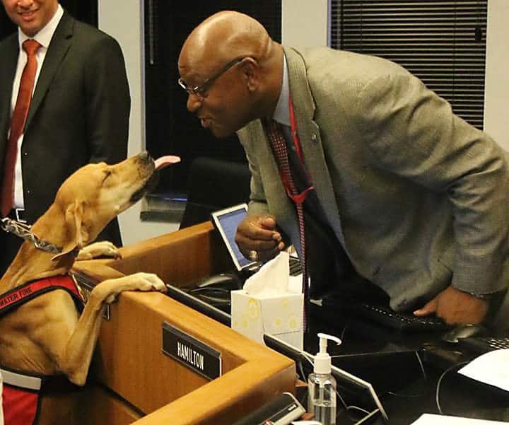 Clearwater City Hall Welcomes Sophia, Their New Accelerant Detection Dog