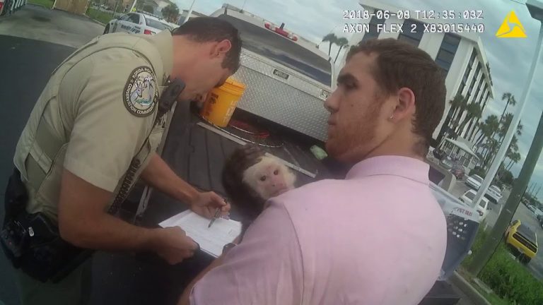 Pasco: Man Arrested with Pet Monkey in Tow After Stealing Car From St. Petersburg