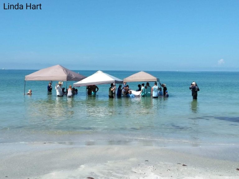 Rescue Underway After Five Whales Found on Redington Beach