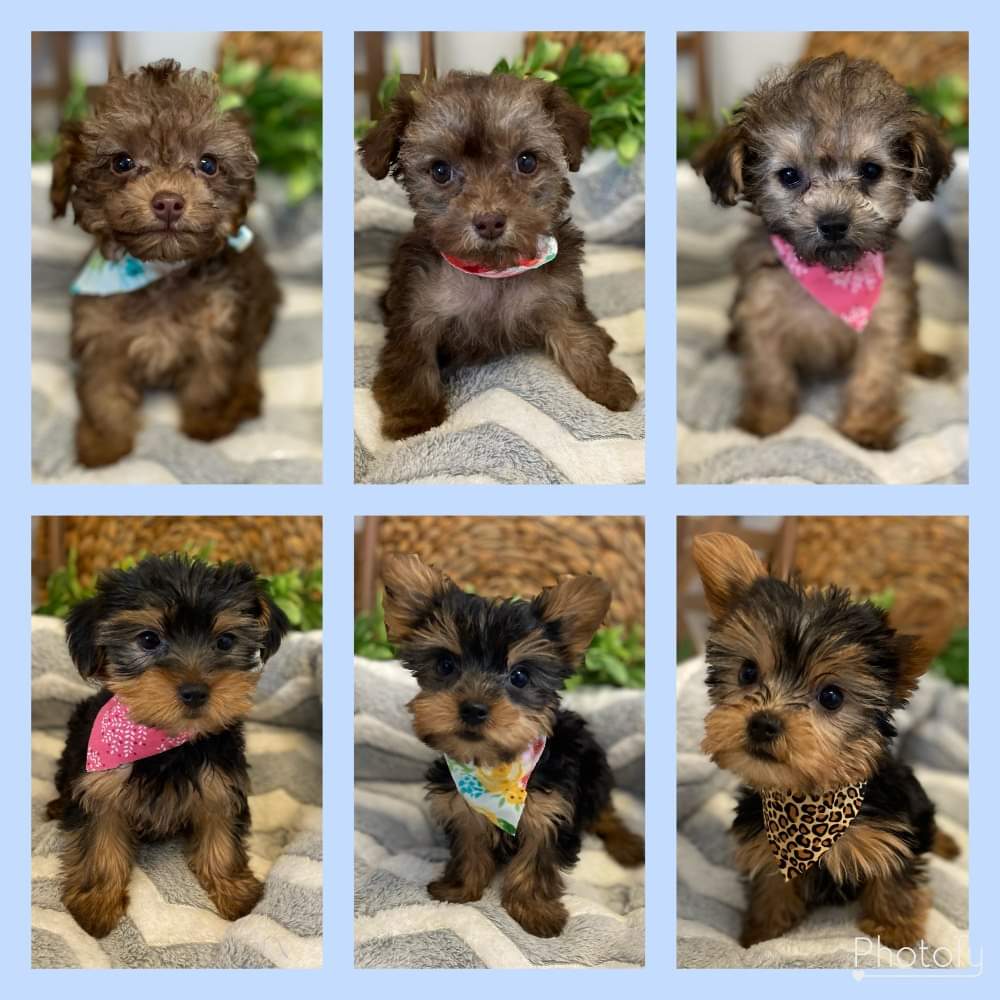 Twelve Puppies Taken During Burglary At All About Puppies In Largo Iontb