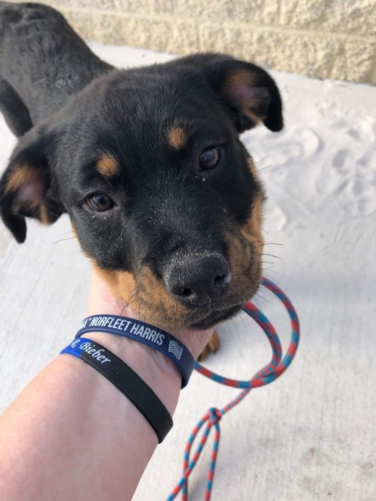 Man charged after kicking and throwing a puppy over a concrete wall on Clearwater Beach