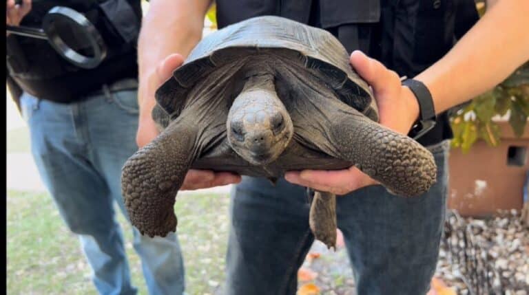 Man arrested after stolen endangered Galapagos Tortoises recovered at St. Petersburg home