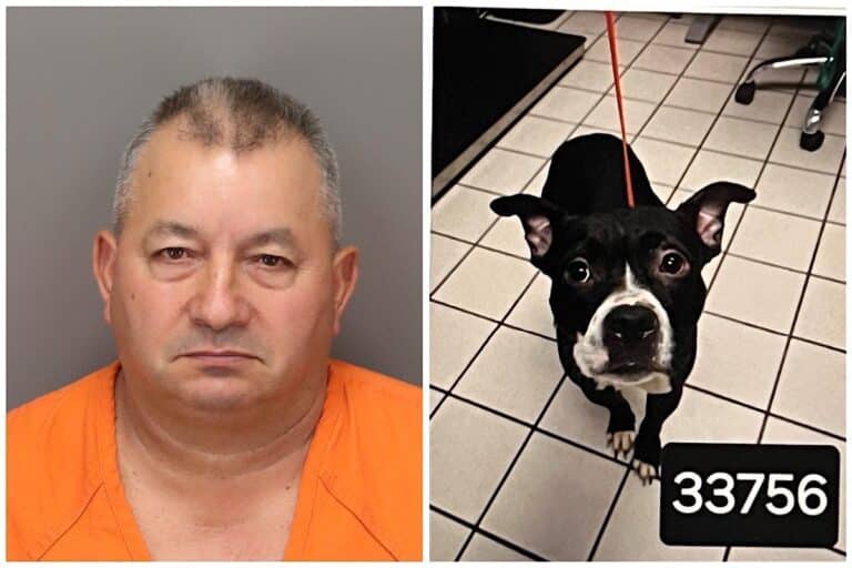 Arrest made after recently adopted dog is found dead in a plastic bag at Fort De Soto Park 