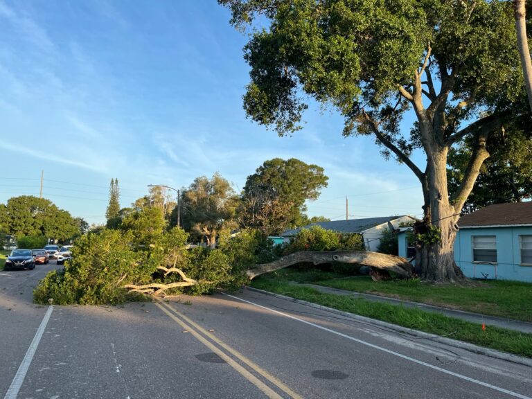 Fallen Tree Branch Causes Damage and Injury in St. Petersburg