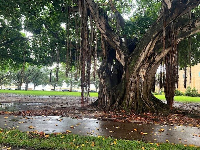 Four Injured in Downtown St. Petersburg Lightning Strike; Two Transported as Trauma Alerts