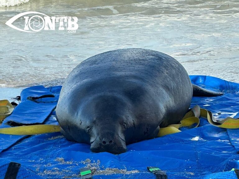 Female Manatee Rescued from Redington Beach
