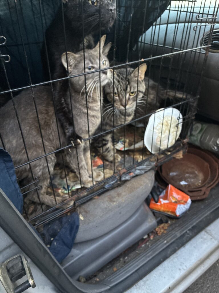 Largo Man Arrested on Animal Cruelty Charges After Cats Found in Car