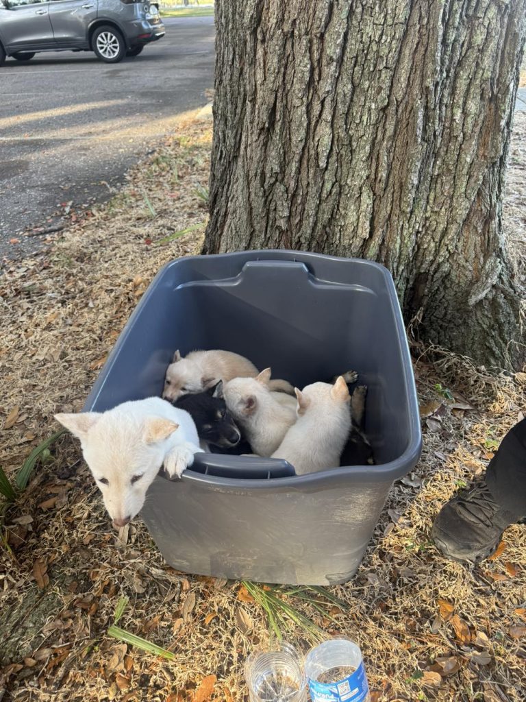 Largo Police Make Arrests After Dogs Abandoned in Taylor Park