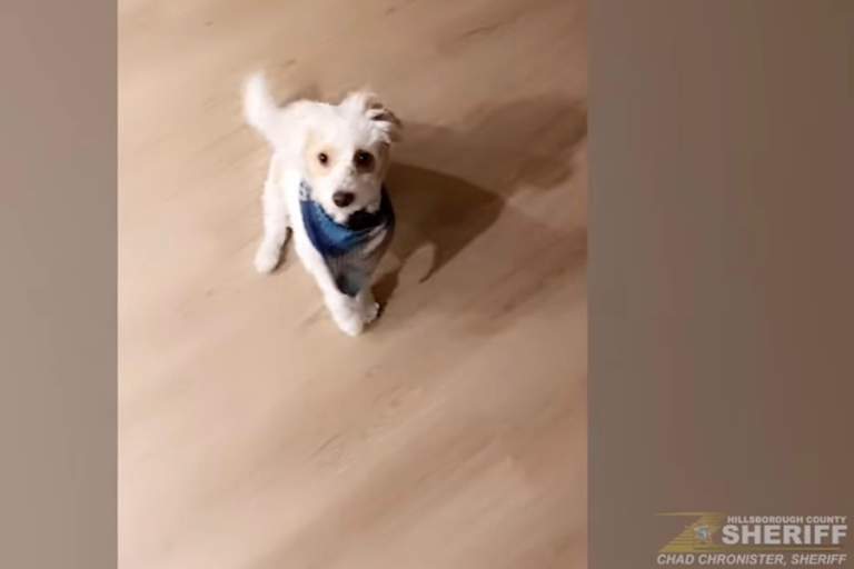 Former Law Enforcement Officer Accused of Poisoning Girlfriend’s Dog