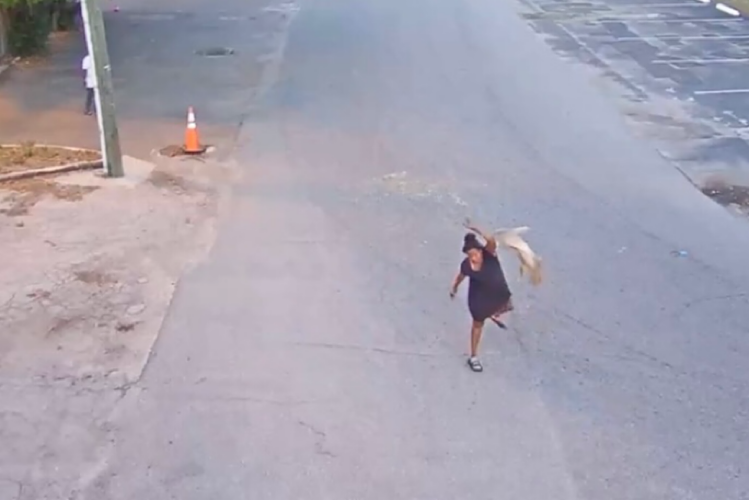 Hillsborough County Woman Arrested on Multiple Animal Cruelty Charges After Dog Assault Caught on Camera